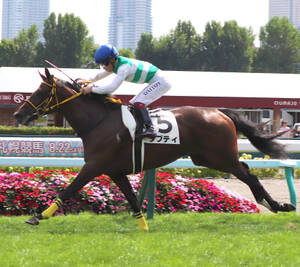 ２歳未勝利で初勝利を挙げたタプティ（カメラ・坂本　達洋）